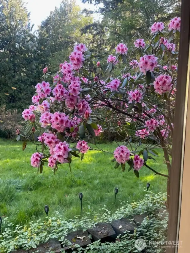 Rhodendrums