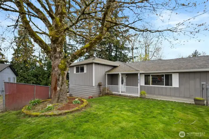 Well established tree in the front yard.