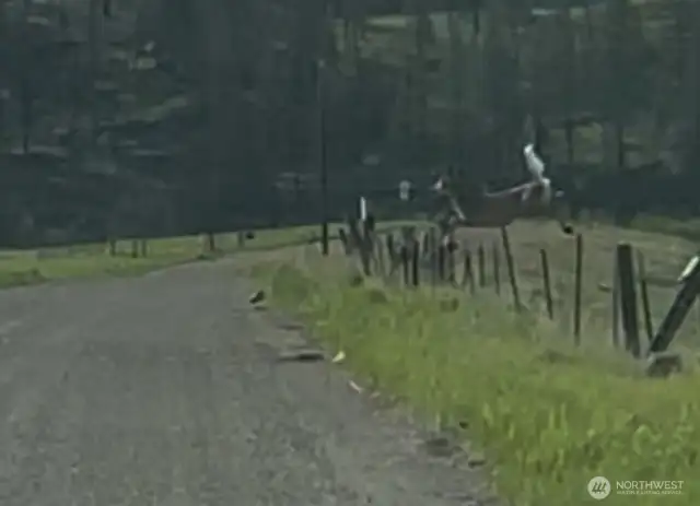 The deer are here.