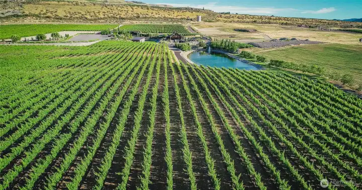 Live next door to Rocky Ponds flagship Vineyard!