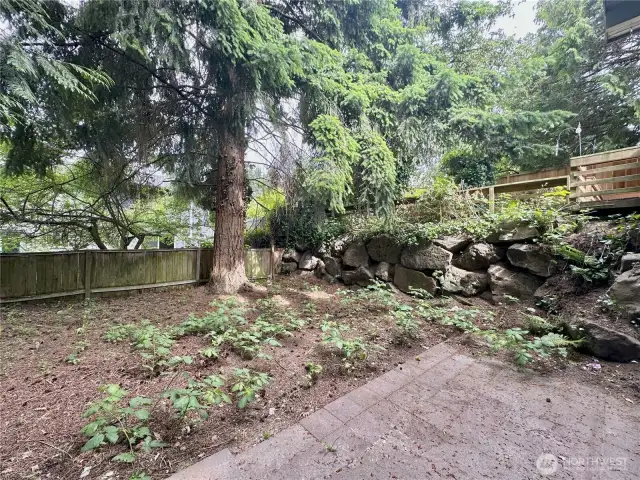 Back yard