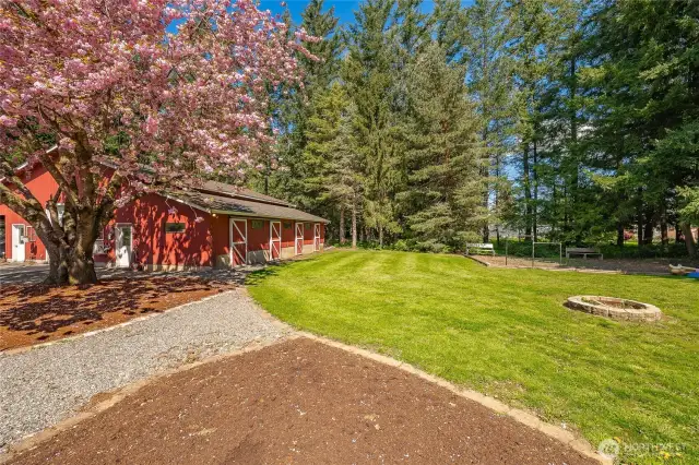 Lovely mature flowering cherry and Room for animals and/or kids to play