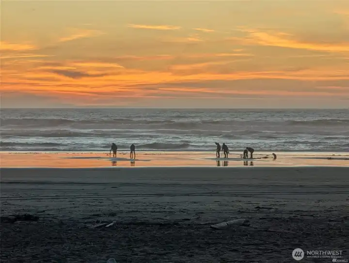 Clam digging at sunset