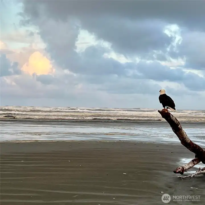 Birdwatching or beach combing the possibilities are endless