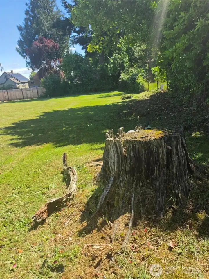 Cool old tree stump at SW corner of lot.  Possible keeper for landscaping your new home?