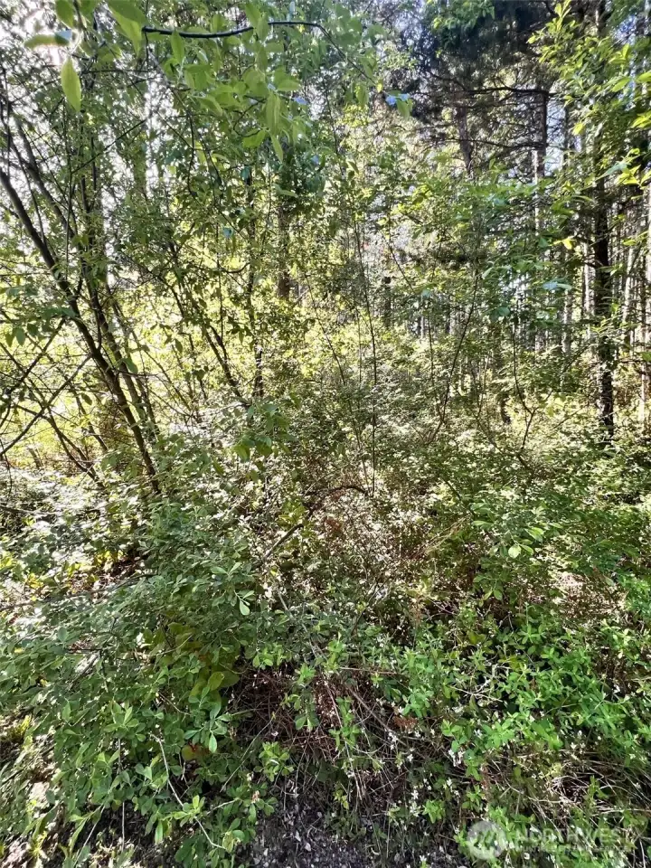 Mostly brush and smaller trees