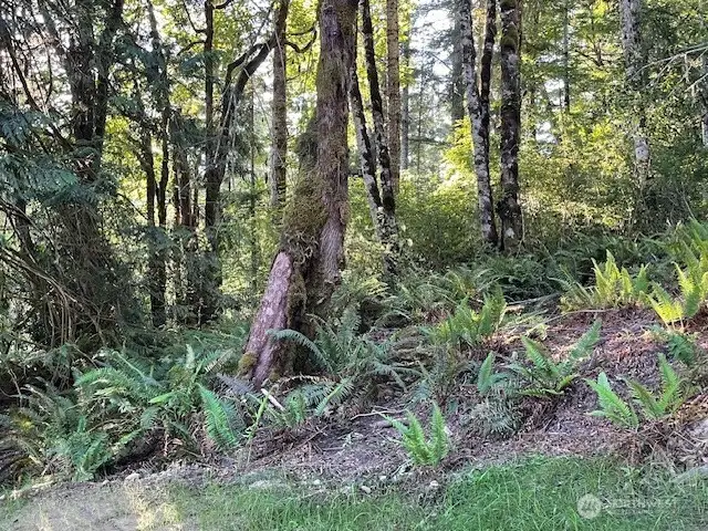 Enjoy a nice forest for shade and wildlife habitat.