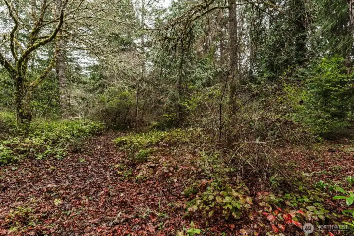 Upper portion of property is +/- half acre of level and treed space. Multiple mature trees, with a few redwoods