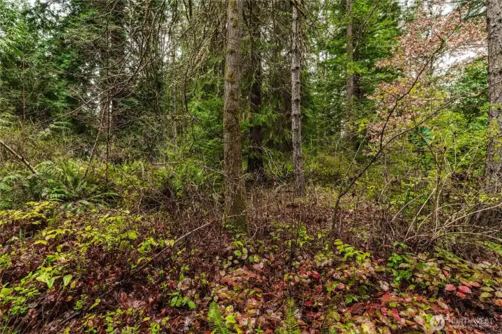 Upper portion of property is +/- half acre of level and treed space. Multiple mature trees, with a few redwoods