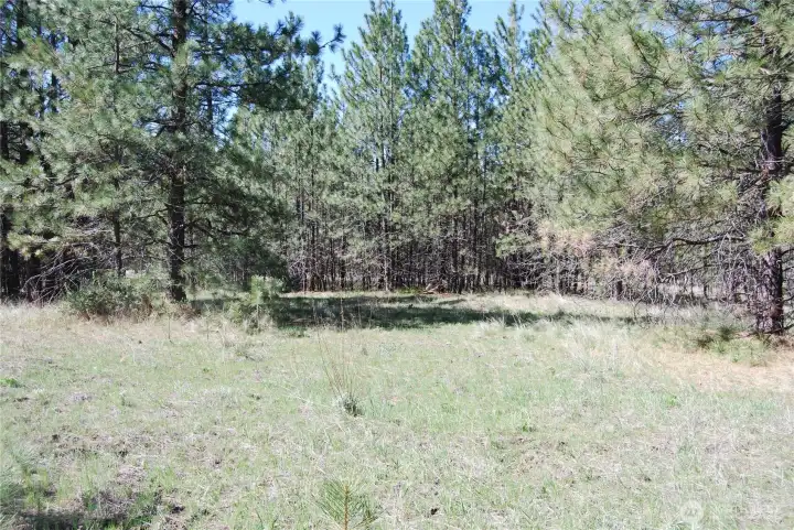 Center of property North-ish