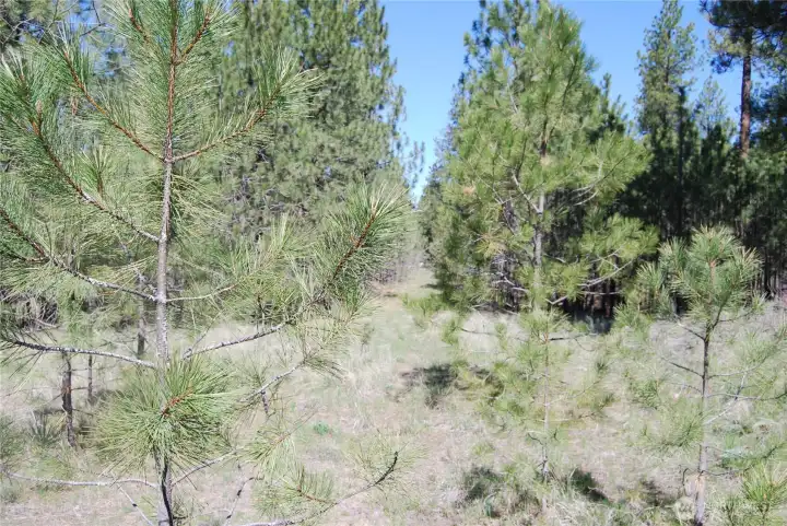 Center of property   East-ish