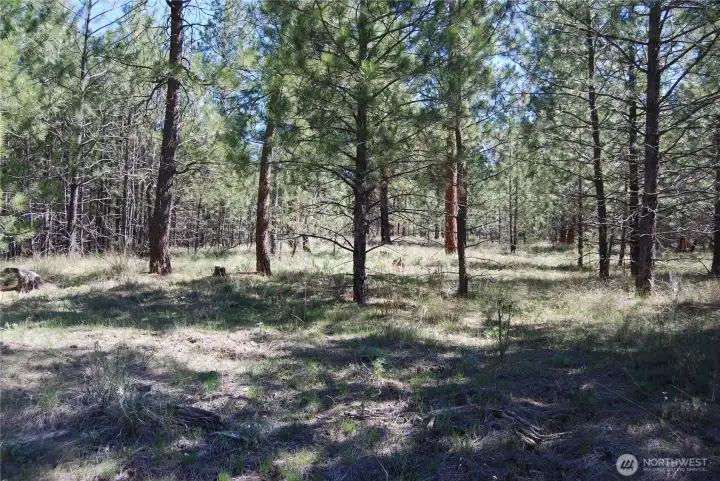 Center of property South-ish