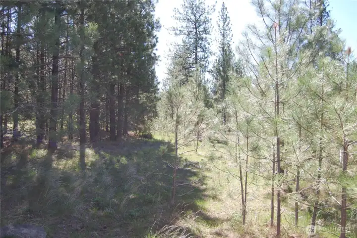 Center of property   West-ish