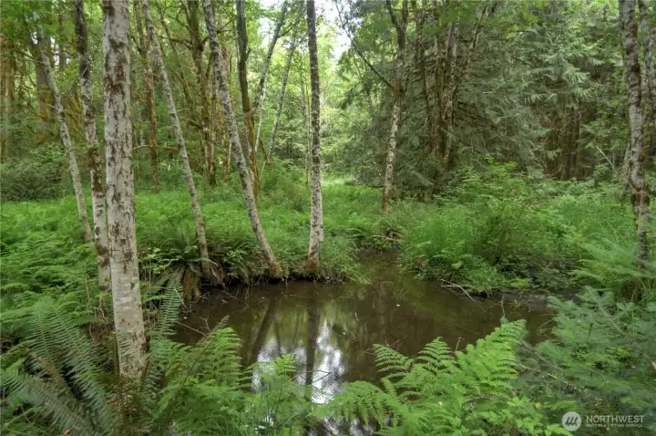 Creek with calm pool area