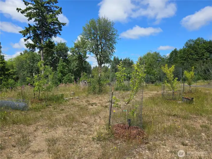 Fruit trees