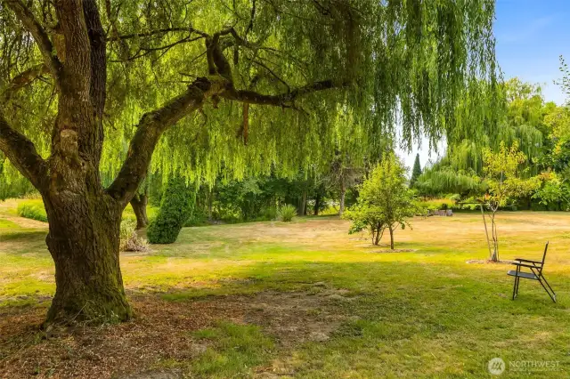Willow trees adorn the grounds while fruit trees abound including persimmon, quince, fig and many more varieties