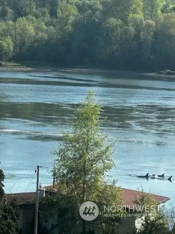 Orca whales passing through your backyard!