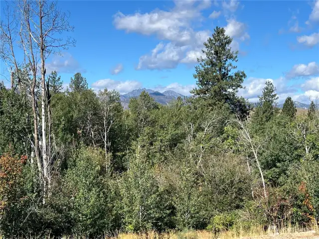Serene grove of aspens creates a natural focal point.
