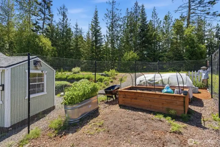 Sunny Sequim is great for gardening and tall fences make good neighbors with the native elk population.