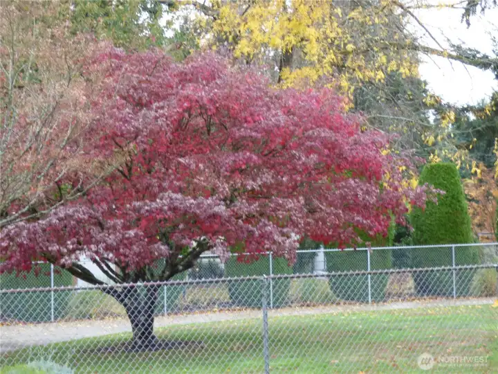 Maple tree will provide seasonal beauty in your front yard.