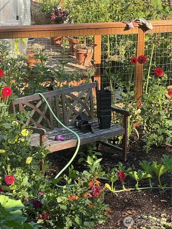 Garden in its glory day!