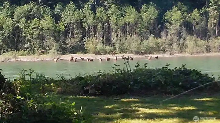 Elk across the river