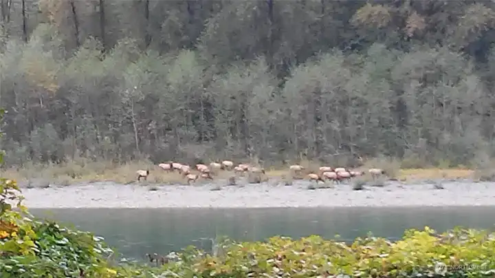 Elk across the river