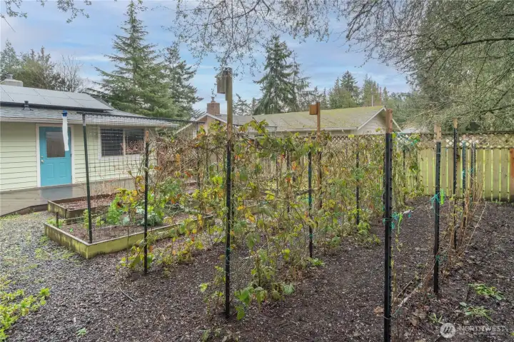 These are berry bushes.