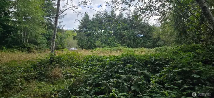 Looking towards 1351 Driveway & location of old satelite dish, electical box, potential homesite, from creek.