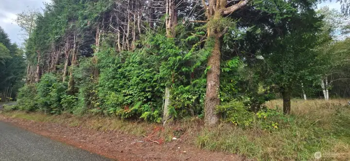 Treeline border on road to the left of 1351 Driveway.