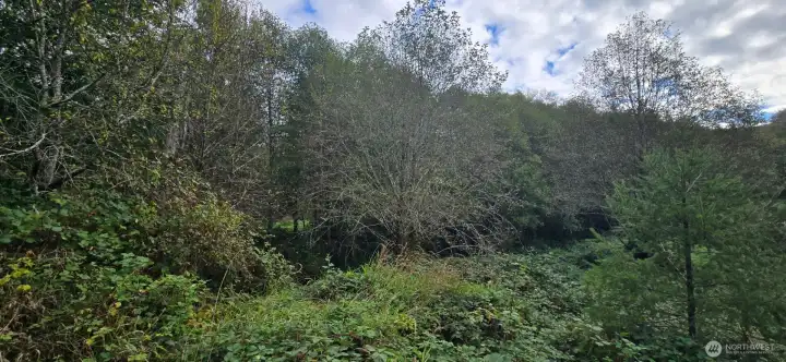 Riverbed at base of trees across road.