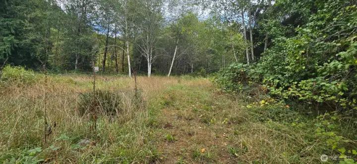 View from road at 1351 Driveway towards creek. (There is a gravel driveway under the weeds)