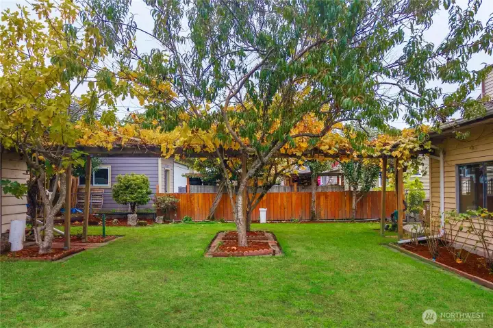 Grape vines wrap around the trellises