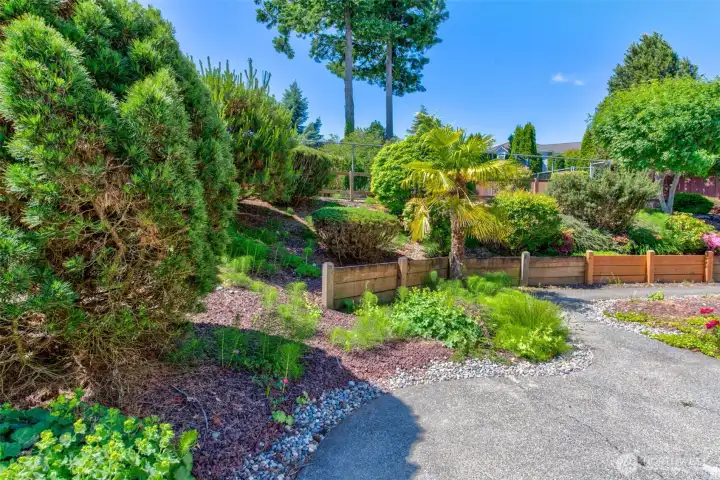 Fully-fenced Backyard with mature Landscaing, Sports Court, Fig & Cherry Trees.