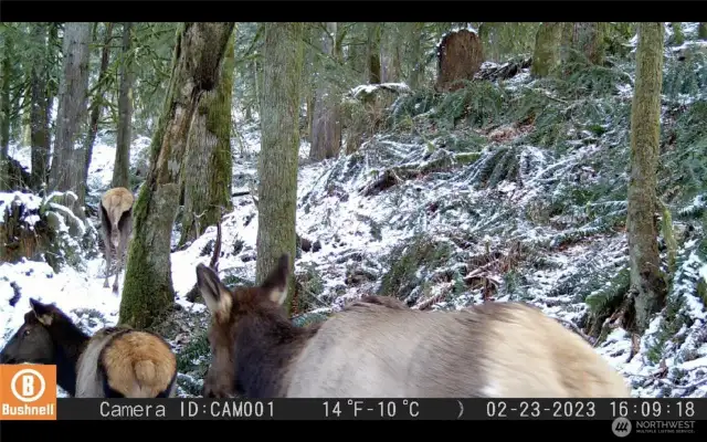 Elk in winter