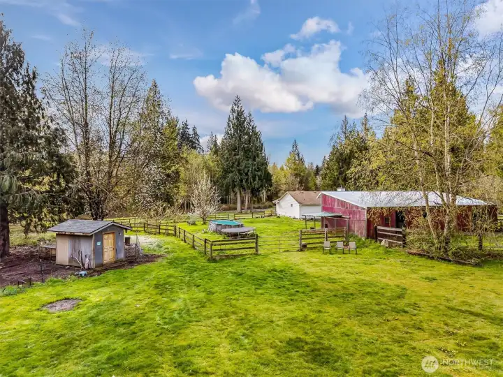 Never Run Out of Eggs with your own Chicken Coop