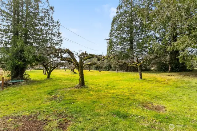 Orchard