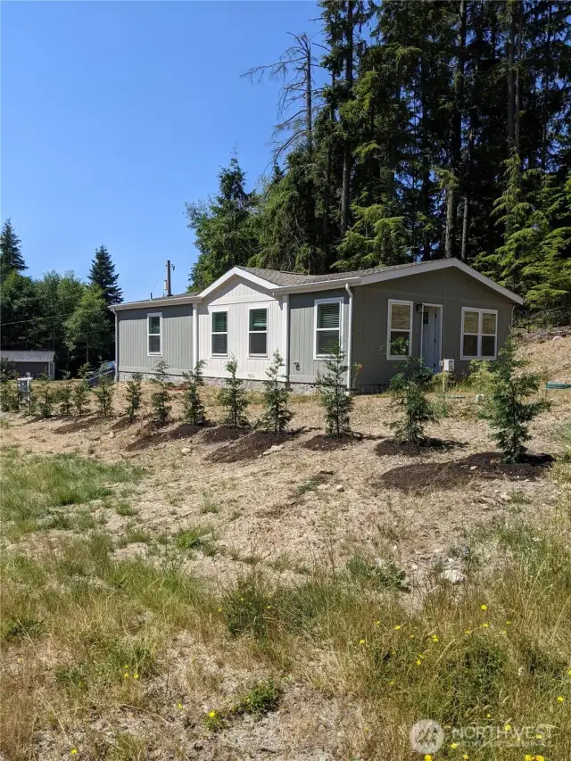 New privacy trees/Leyland Cypress just planted 7/29/25