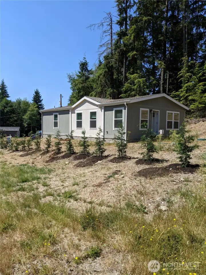 New privacy trees/Leyland Cypress just planted 7/29/25