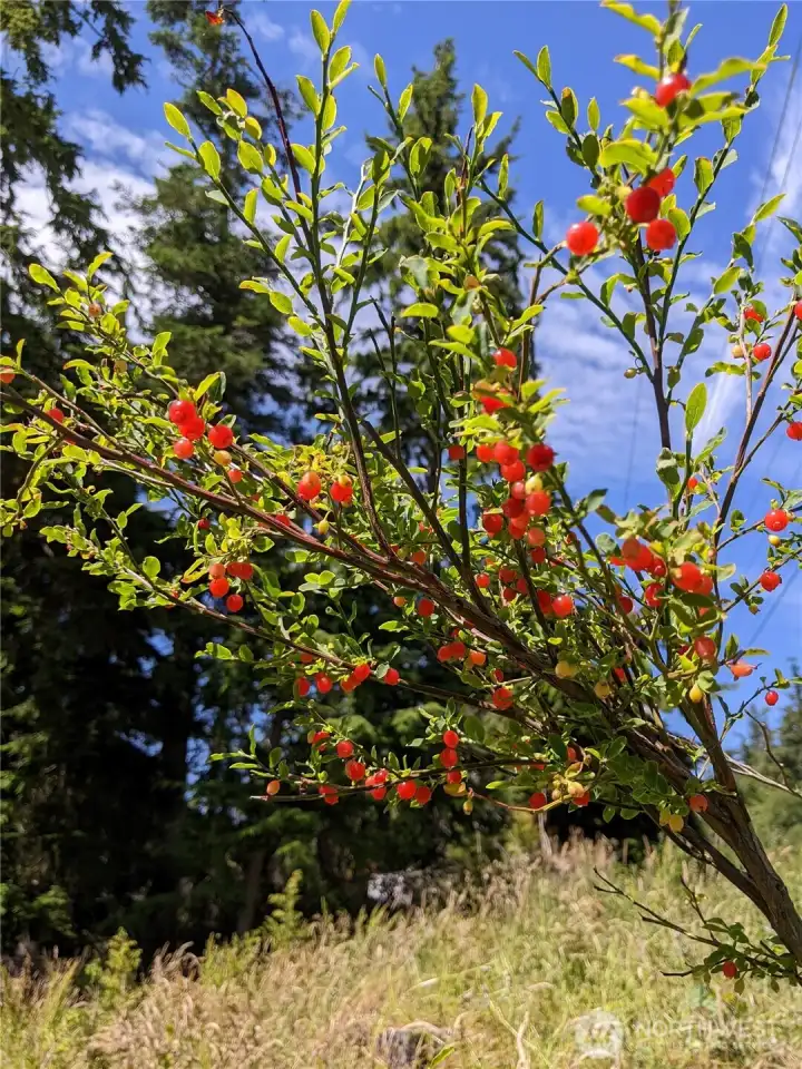 Pick wild Huckleberries, Blackberries and Thimbleberries on your own property!