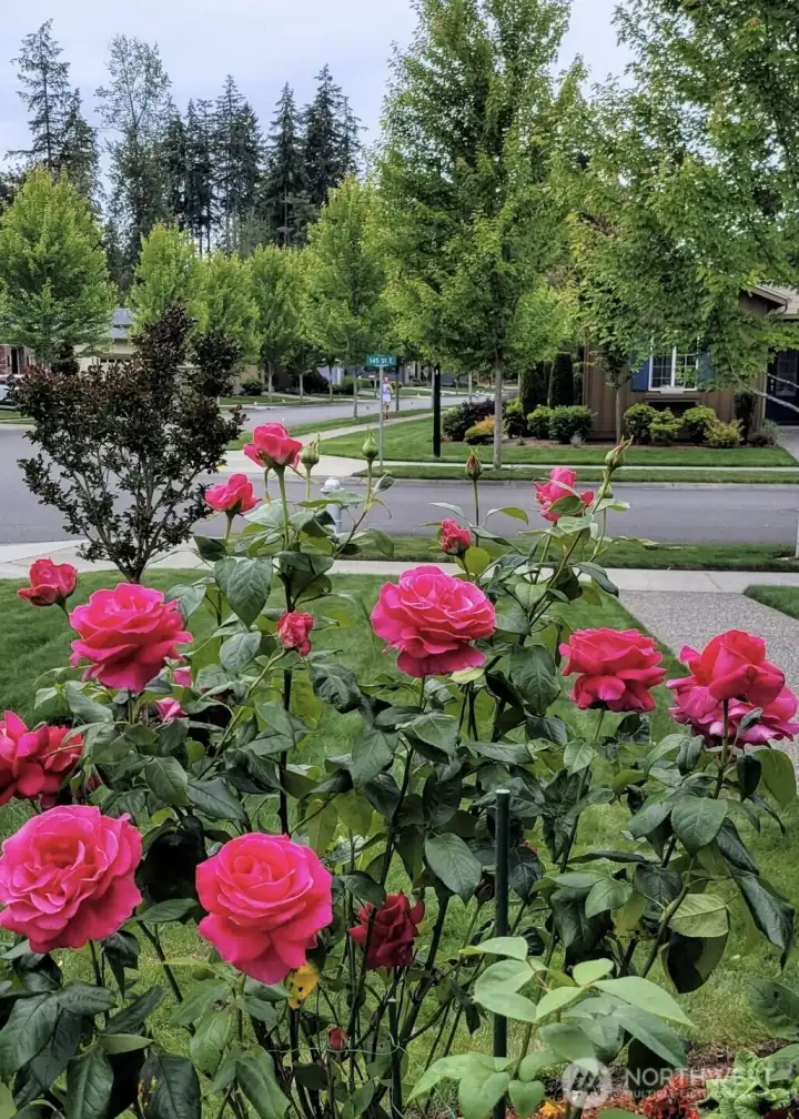 This Mt Adams community has be BEST tree-lined streets that are gorgeous, year round. Here, residents decorate the trees (seasonally) and every home is just steps away from an interconnected series of 40+ miles of trails.