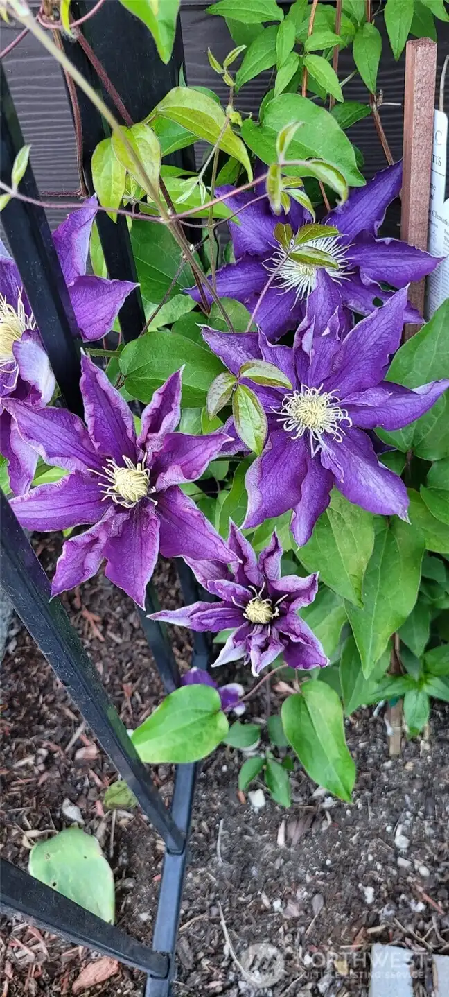 Beautiful perennials like this lovely lavender clematis adorn this private lot - the landscaping, concrete patio extension, water fall, and plantings would run as much as 50 to 80K AFTER a new construction purchase.
