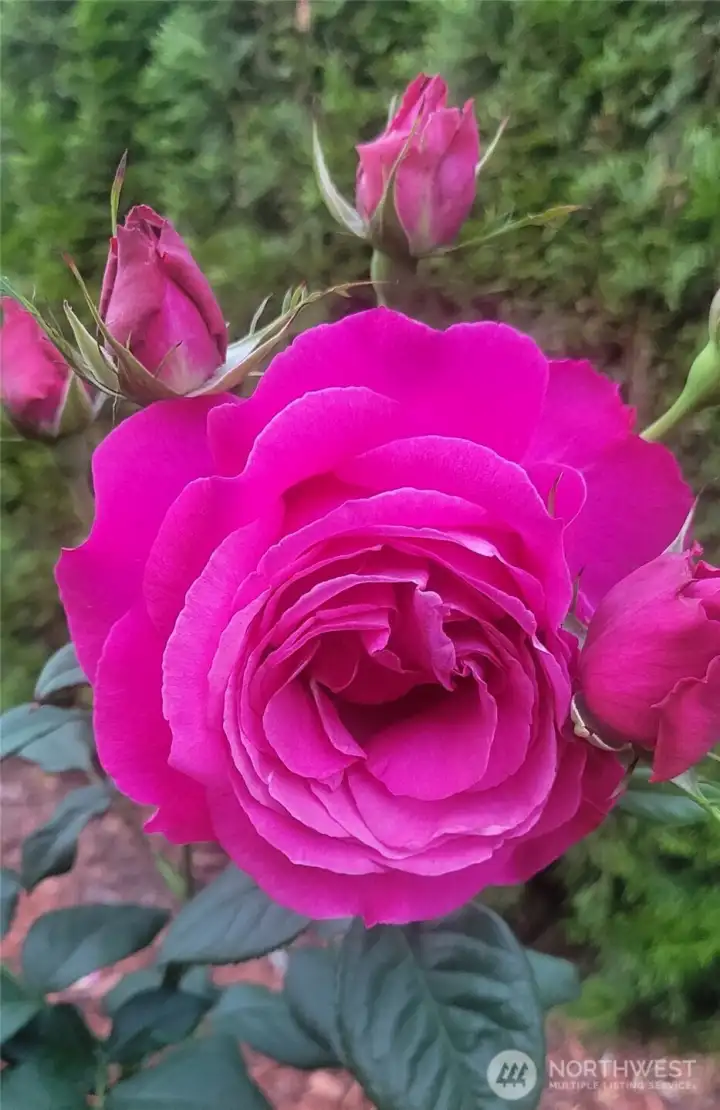Just one of many amaaaaazing rose bushes that make the garden breathtaking - and the indoor / outdoor enclosed space smell literally "like a rose."