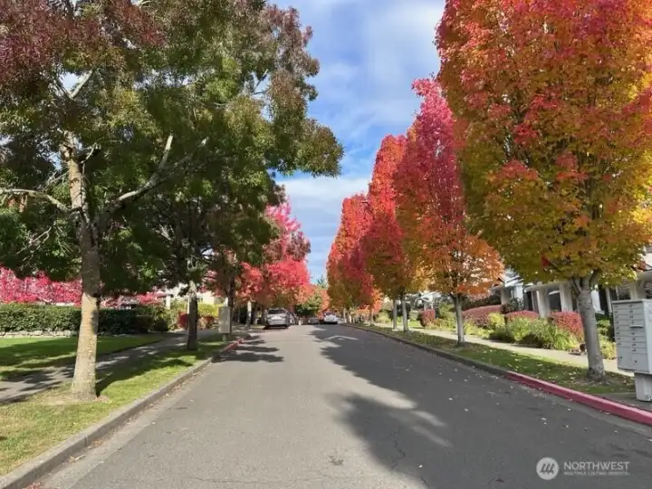 Beautiful tree-lined streets.