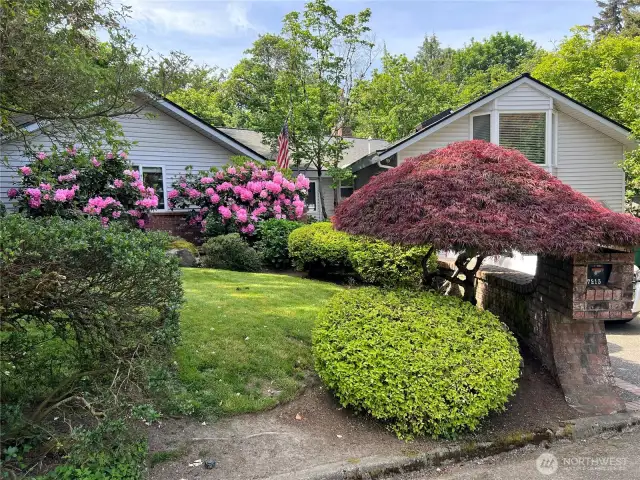 Front yard Rhoadies