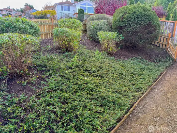 Back yard plantings.