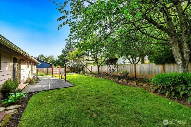 Backyard and patio