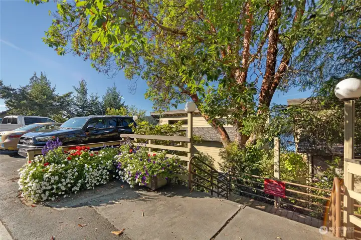 Entrance stairs from street