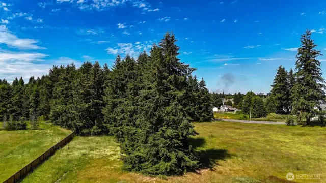 Tall evergreens for summer shade.