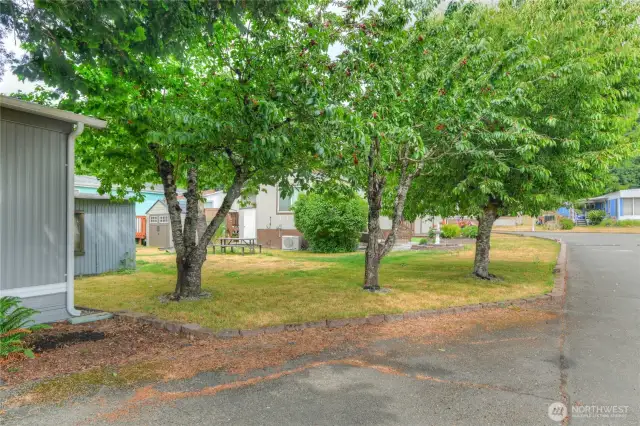 Fruit trees at rear of property.